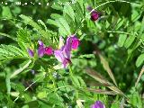 Veza - Vicia sativa. Pitillos. Valdepeñas