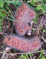 Spinellus fusiger - Spinellus fusiger. Cerro de la Caldera - Santisteban del Puerto