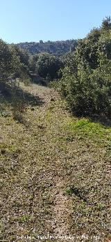 Ca�ada Real de Ja�n a Granada. 