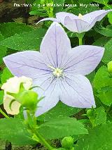 Campanilla china - Platycodon grandiflorus. Ja�n