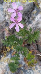 Alfilerillos del Pastor - Erodium cicutarium. La Veleta - Los Villares