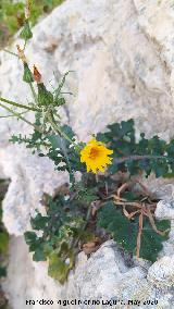 Cerraja espinosa - Sonchus asper. La Veleta - Los Villares