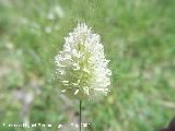 Hierba de los arenales - Phleum arenarium. Pitillos. Valdepe�as