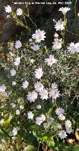 Nieve de Monta�a - Cerastium tomentosum. La Veleta - Los Villares