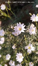 Nieve de Monta�a - Cerastium tomentosum. La Veleta - Los Villares