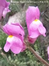 Boca de drag�n silvestre - Antirrhinum graniticum. Puente Bajo - Los Villares
