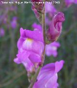 Boca de drag�n silvestre - Antirrhinum graniticum. Alcaudete