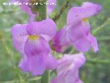 Boca de drag�n silvestre - Antirrhinum graniticum. Navas de San Juan