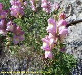 Boca de drag�n silvestre - Antirrhinum graniticum. Ja�n