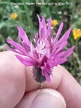 Cardillo fino - Crupina vulgaris. Cerro Toledo - Los Villares