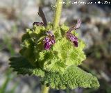 Marrubio - Ballota hirsuta. Flores. Los Ca�ones - Ja�n