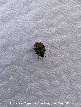Escarabajo de las alfombras - Anthrenus verbasci. Los Villares