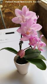 Orqu�dea mariposa mini - Phalaenopsis equestris. Navas de San Juan