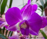 Orqu�dea Dendrobium - Dendrobium phalaenopsis. Flor. Navas de San Juan