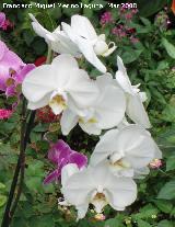 Orqu�dea mariposa blanca - Phalaenopsis amabilis. Granada