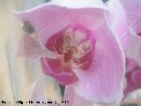 Orqu�dea mariposa rayada - Phalaenopsis � h�brida (cultivar rayado). Flor. Los Villares