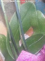 Orqu�dea mariposa rayada - Phalaenopsis � h�brida (cultivar rayado). Hojas. Los Villares