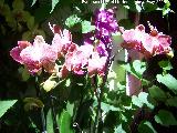 Orqu�dea mariposa multicolor - Phalaenopsis � h�brida (cultivar multicolor). C�rdoba