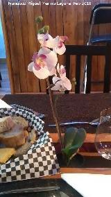 Orqu�dea mariposa mini blanca‑rosada - Phalaenopsis � h�brida (cultivar mini). Cascais - Portugal