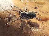 Ara�a lobo - Pardosa sp. (Lycosidae). Pantano del Guadal�n - Vilches