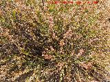 Acedera indurada - Rumex induratus. Cerro de la Mina - Villanueva de las Torres