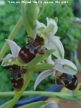 Orquídea araña - Ophrys holoserica. Navas de San Juan
