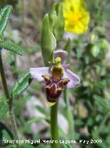 Orquídea araña - Ophrys holoserica. Pitillos. Valdepeñas