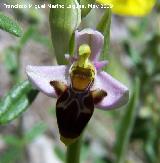 Orquídea araña - Ophrys holoserica. Pitillos. Valdepeñas