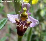 Orquídea araña - Ophrys holoserica. Pitillos. Valdepeñas
