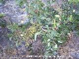Cornicabra - Pistacia terebinthus. Segura
