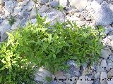 Hierba pejiguera - Polygonum lapathifolium. Los Cañones. Los Villares