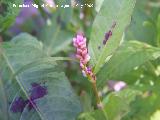 Hierba pejiguera - Polygonum lapathifolium. Los Cañones. Los Villares