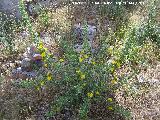 Cardo María - Scolymus hispanicus. Berrueco - Torredelcampo