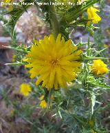 Cardo María - Scolymus hispanicus. Berrueco - Torredelcampo