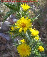 Cardo María - Scolymus hispanicus. Berrueco - Torredelcampo