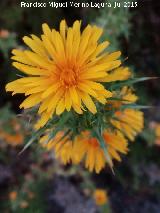 Cardo María - Scolymus hispanicus. Flor. Los Villares