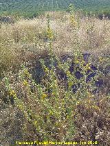 Cardo María - Scolymus hispanicus. Torre de Alcázar - Torredonjimeno