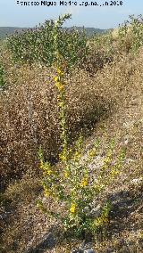 Cardo María - Scolymus hispanicus. Torre de Alcázar - Torredonjimeno