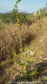 Cardo María - Scolymus hispanicus. Torre de Alcázar - Torredonjimeno