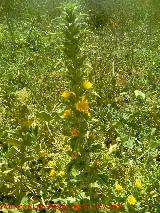 Cardo María - Scolymus hispanicus. Jaén