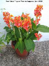 Ca�a de las Indias - Canna indica. Navas de San Juan