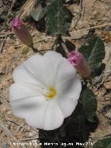 Correhuela - Convolvulus arvensis. Cerro de los Lirios - Jaén