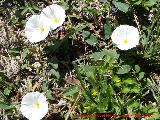 Correhuela - Convolvulus arvensis. Jaén