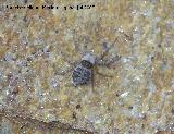 Araña saltadora - Menemerus Semilimbatus. Los Villares