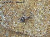 Araña saltadora - Menemerus Semilimbatus. Los Villares