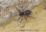 Araña saltadora - Menemerus Semilimbatus. Los Villares