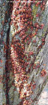 Chinche roja - Pyrrhocoris apterus. Larvas y adultas. Pantano del Guadal�n - Vilches