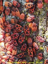Chinche roja - Pyrrhocoris apterus. Larvas y adultas. Pantano del Guadal�n - Vilches