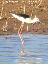 P�jaro Cig�e�uela - Himantopus himantopus. Pantano del Guadal�n - Vilches