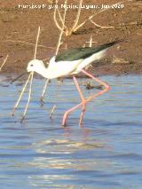 P�jaro Cig�e�uela - Himantopus himantopus. Pantano del Guadal�n - Vilches